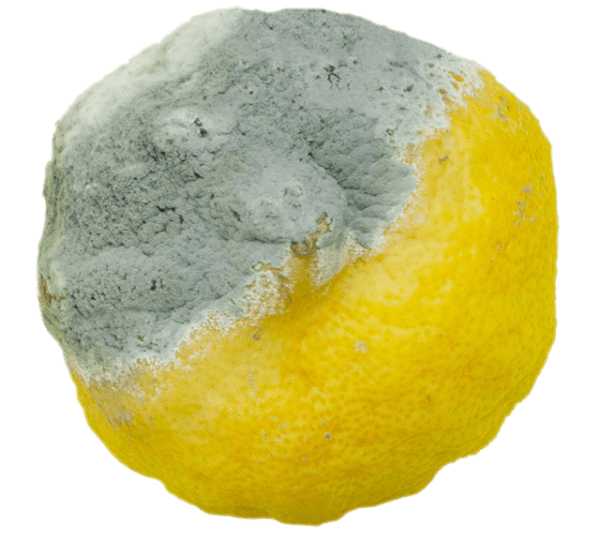 Mould Toxicity Jill Dumas Nutritional Therapy